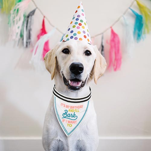 Pet Bandana - Instafamous